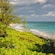 Tropical vegetation near a beach